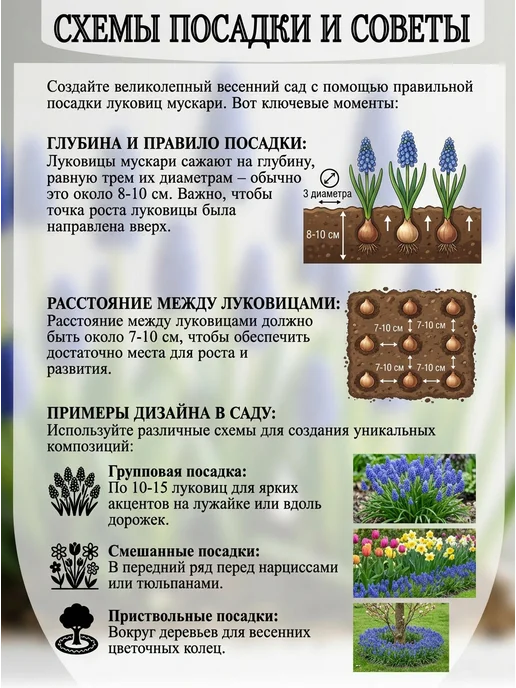 Луковицы Мускари Дисколор, фиолетовый, фото 2