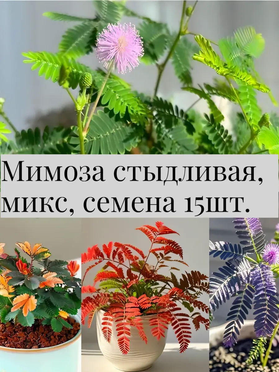 Мимоза стыдливая, микс, семена 15 шт