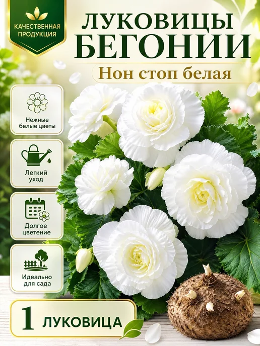 Бегония Нон стоп белая, белый