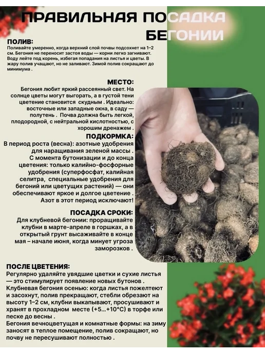 Бегония Нон стоп белая, белый, фото 2