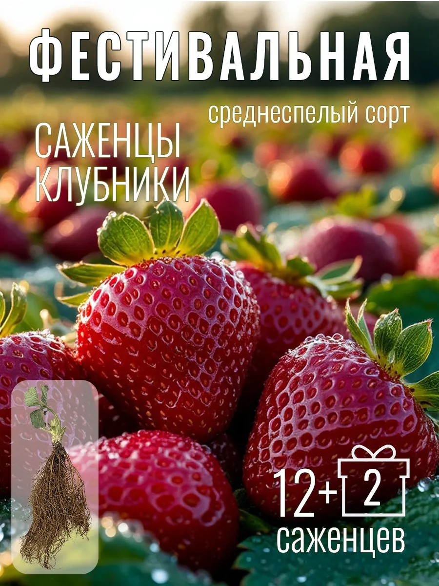 Саженцы клубники 14шт Фестивальная рассада фриго