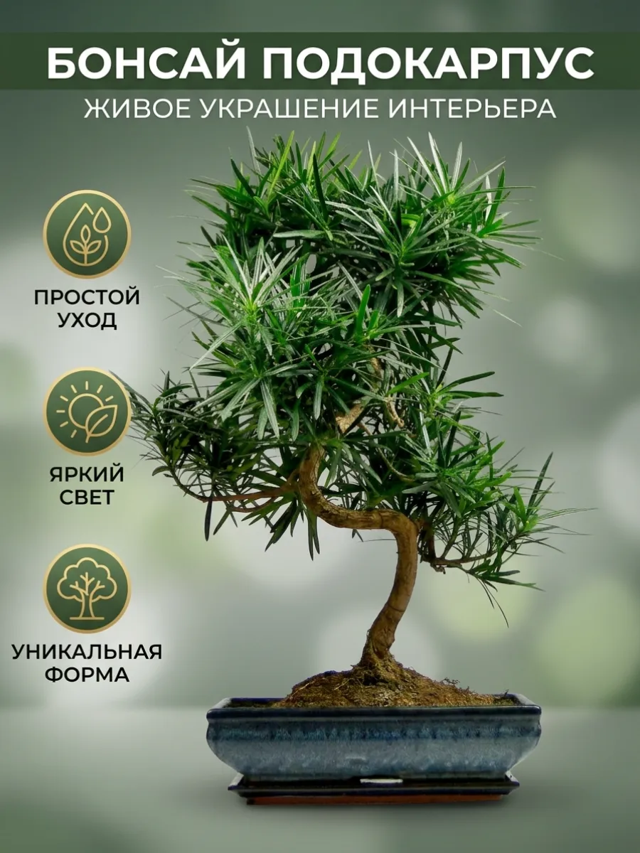 Бонсай Подокарпус живое растение D-7 см