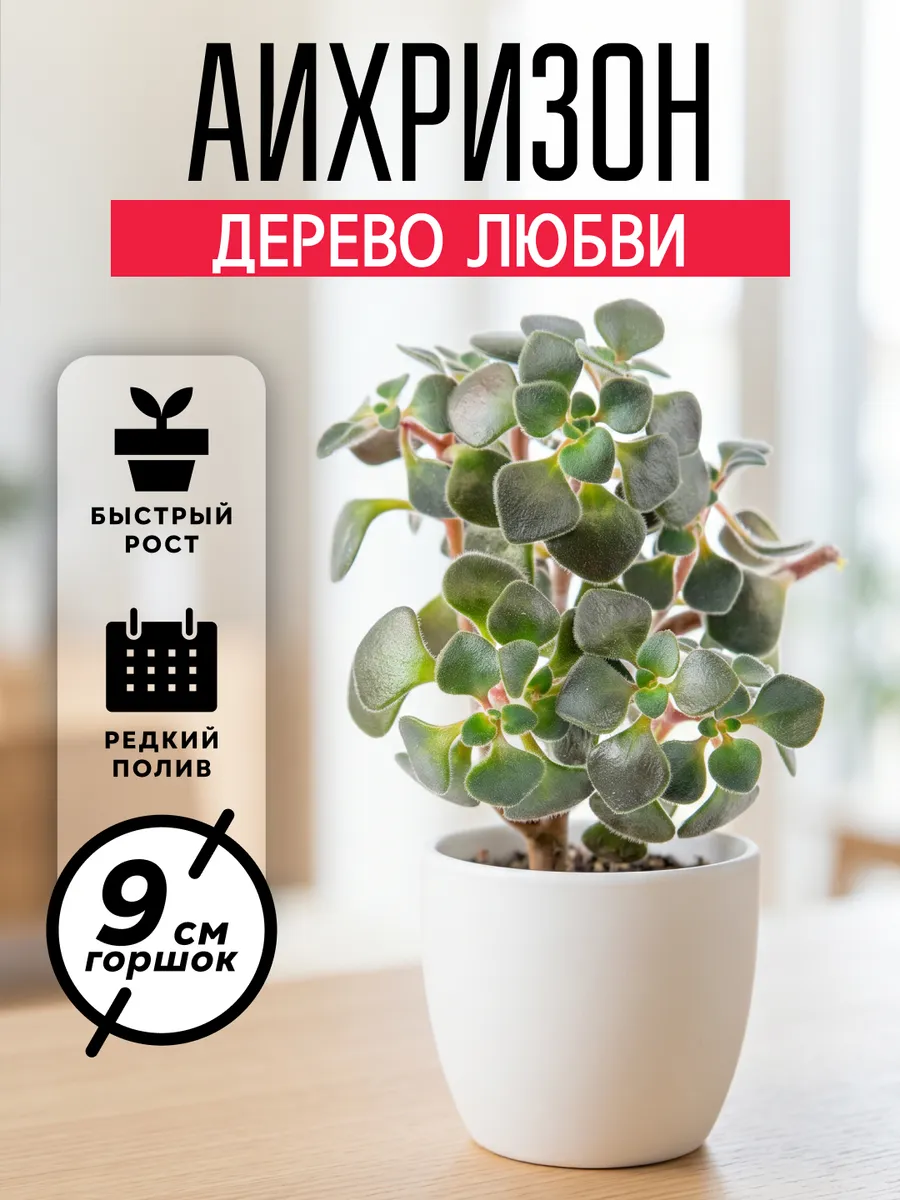 Аихризон Дерево Любви живое комнатное растение