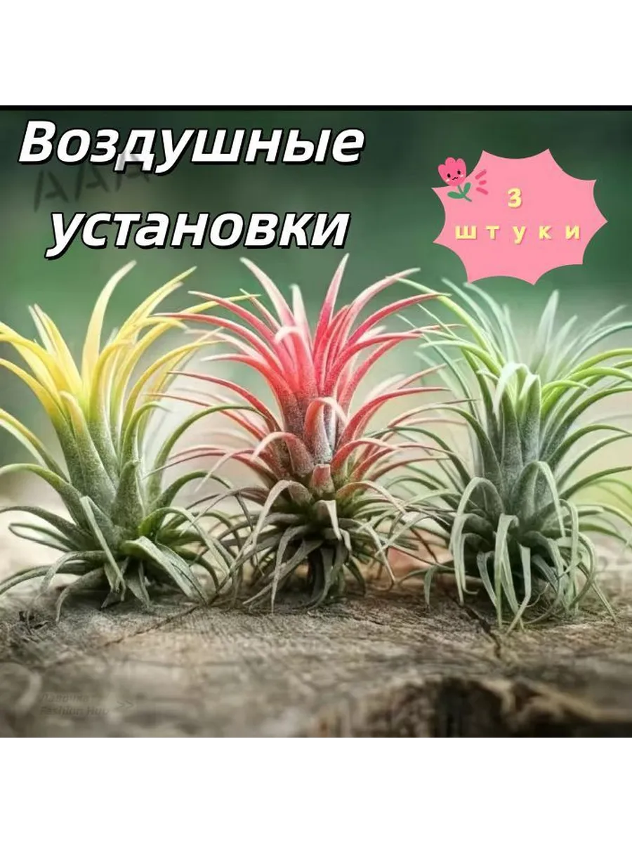 Стабилизированные цветы, 150 гр, 3 шт