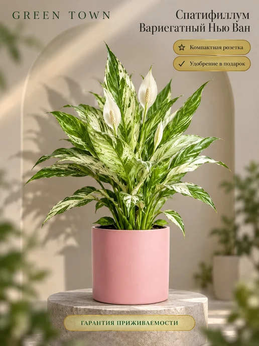GREEN TOWN Спатифиллум Вариегатный Нью Ван живое растение, зеленый