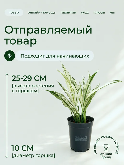 GREEN TOWN Спатифиллум Вариегатный Нью Ван живое растение, зеленый, фото 2