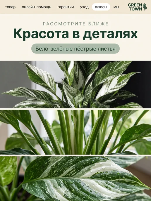 GREEN TOWN Спатифиллум Вариегатный Нью Ван живое растение, зеленый, фото 3
