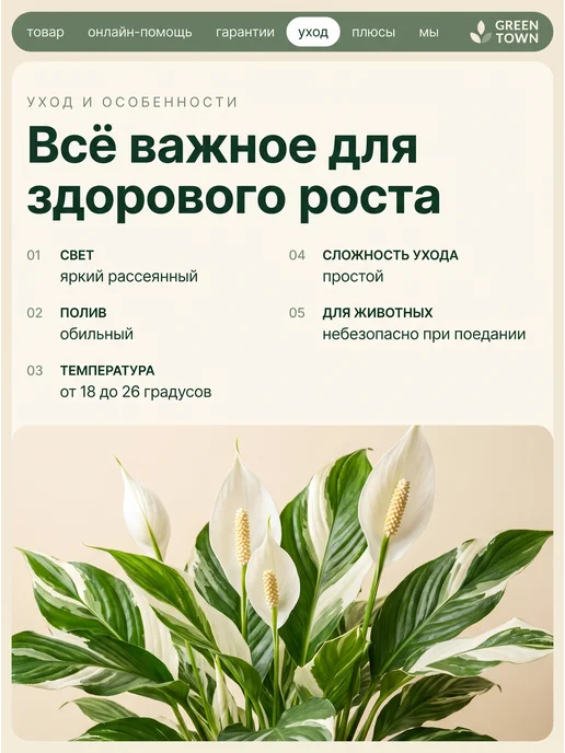 GREEN TOWN Спатифиллум Вариегатный Нью Ван живое растение, зеленый, фото 4