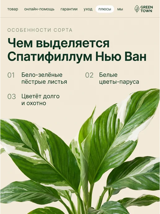 GREEN TOWN Спатифиллум Вариегатный Нью Ван живое растение, зеленый, фото 5