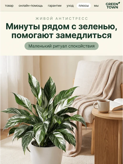 GREEN TOWN Спатифиллум Вариегатный Нью Ван живое растение, зеленый, фото 6