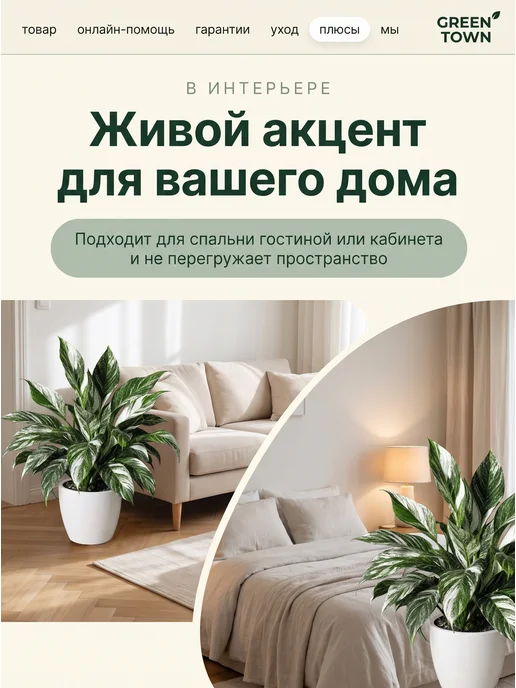 GREEN TOWN Спатифиллум Вариегатный Нью Ван живое растение, зеленый, фото 7