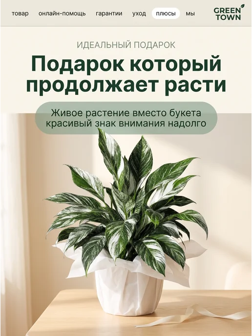 GREEN TOWN Спатифиллум Вариегатный Нью Ван живое растение, зеленый, фото 8