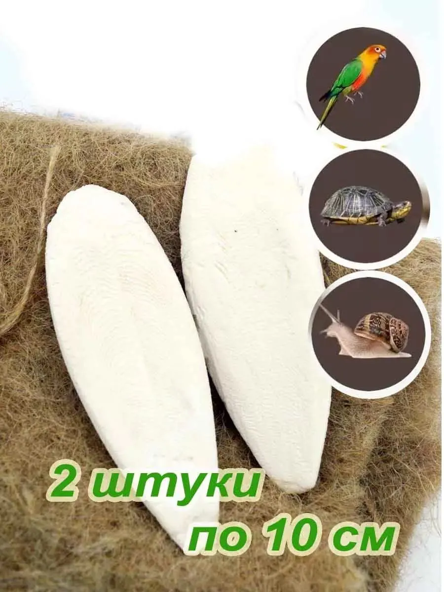 Панцирь кальмара коричневого цвета, 2 штуки по 10 см каждая