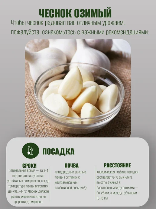 ПЛАНЕТА СОЦВЕТИЙ Чеснок на посадку осенью озимый, Новосибирский 1 кг, 1 кг, фото 3