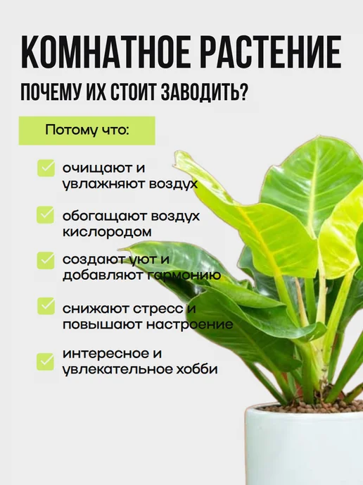 EXOTICA Эписция Серебряное Сияние (Episcia) D12см, живой цветок, Филодендрон Мунлайт живое растение, фото 2