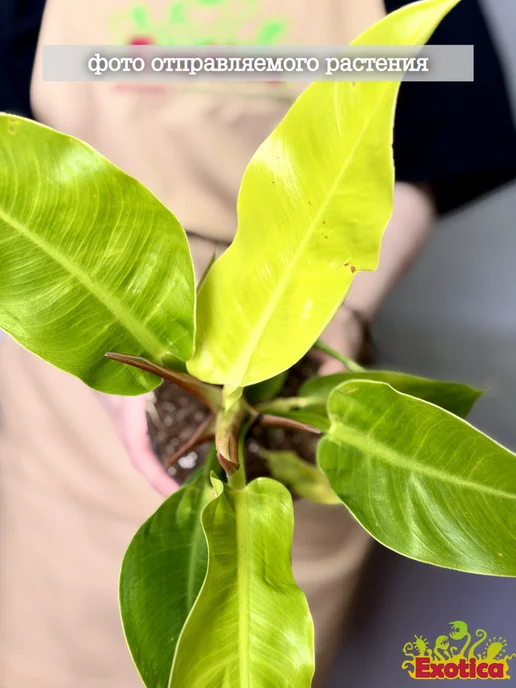 EXOTICA Эписция Серебряное Сияние (Episcia) D12см, живой цветок, Филодендрон Мунлайт живое растение, фото 3