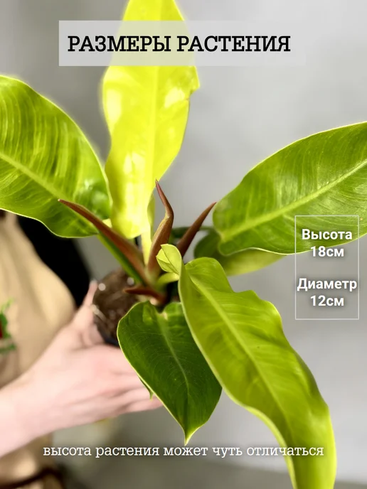 EXOTICA Эписция Серебряное Сияние (Episcia) D12см, живой цветок, Филодендрон Мунлайт живое растение, фото 4