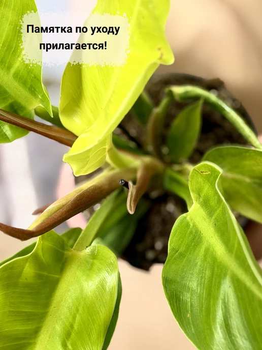 EXOTICA Эписция Серебряное Сияние (Episcia) D12см, живой цветок, Филодендрон Мунлайт живое растение, фото 5