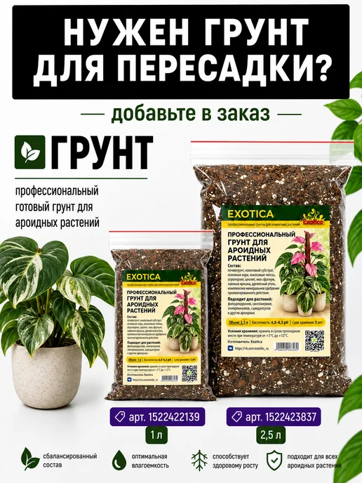 EXOTICA Эписция Серебряное Сияние (Episcia) D12см, живой цветок, Филодендрон Мунлайт живое растение, фото 6