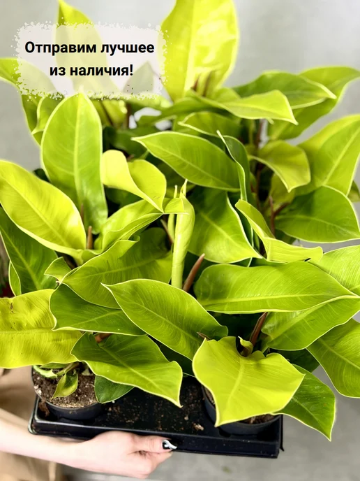 EXOTICA Эписция Серебряное Сияние (Episcia) D12см, живой цветок, Филодендрон Мунлайт живое растение, фото 7