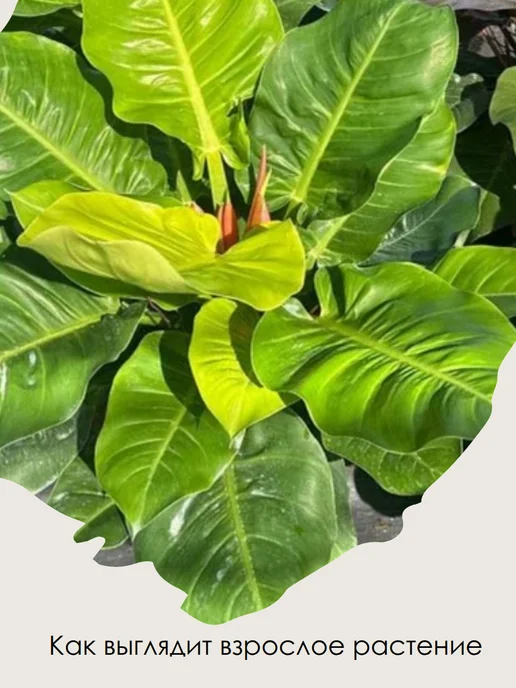 EXOTICA Эписция Серебряное Сияние (Episcia) D12см, живой цветок, Филодендрон Мунлайт живое растение, фото 8