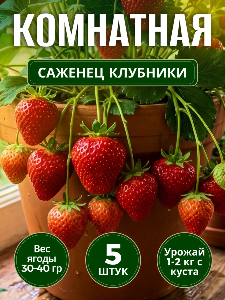 Рассада клубники сорт Комнатная