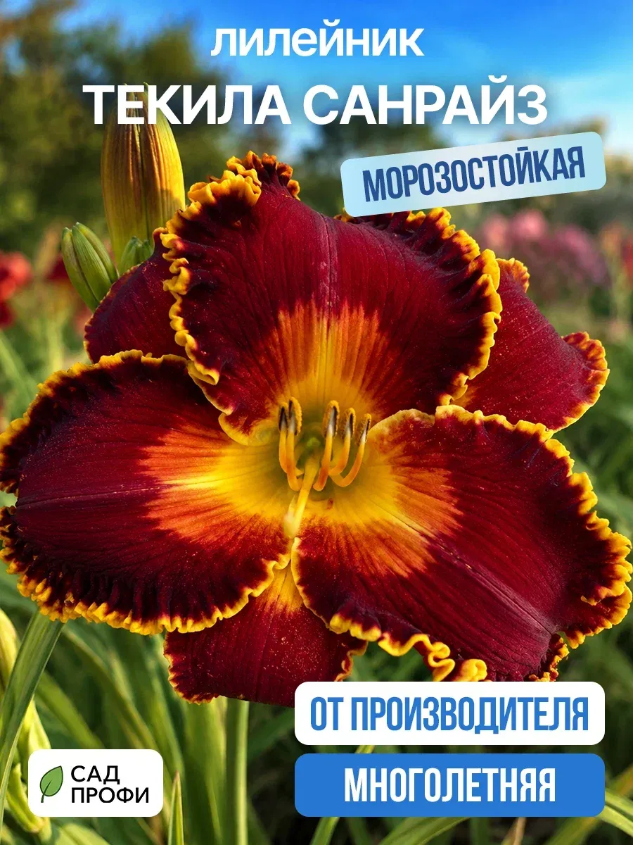 Лилейники многолетние саженцы Текила Санрайз