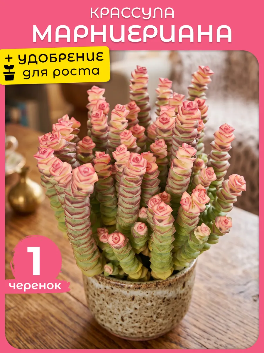Крассула Марниериана живое комнатное растение Черенок 1ч
