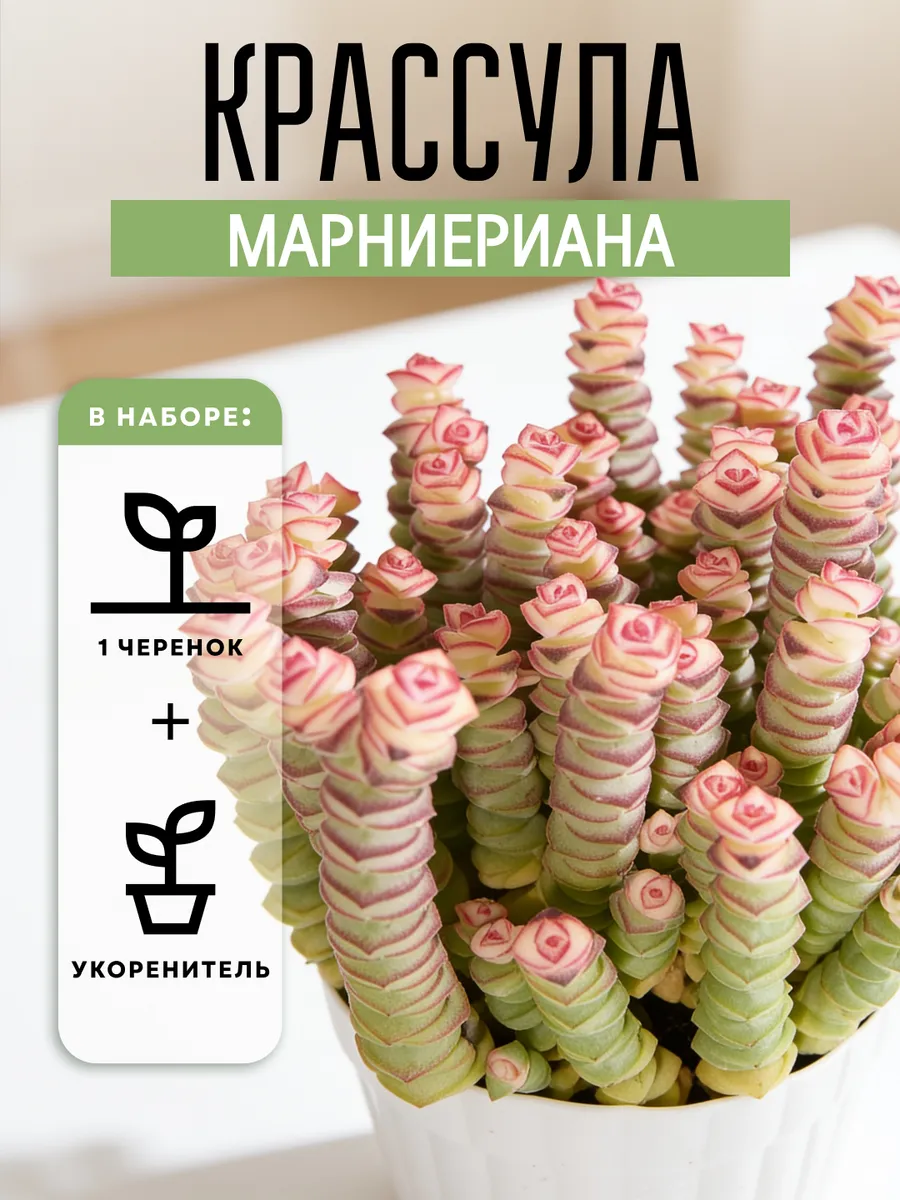 Крассула Марниериана живое комнатное растение черенок 1 шт