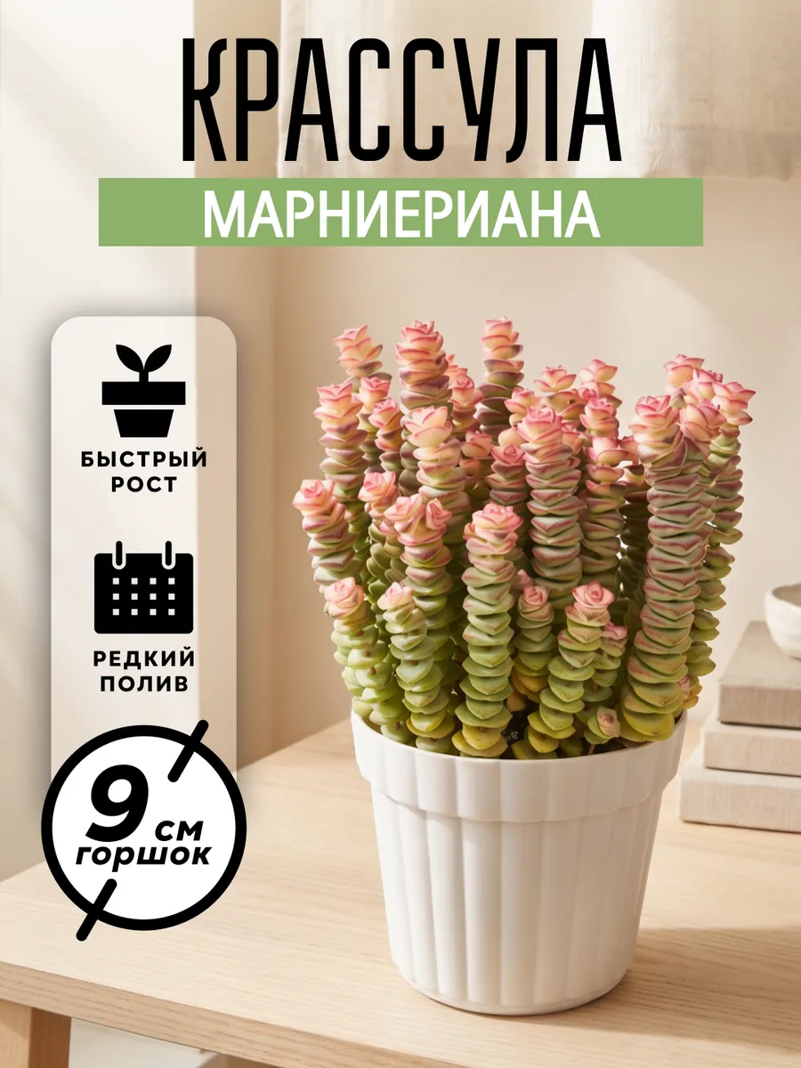 Крассула Марниериана живое комнатное растение