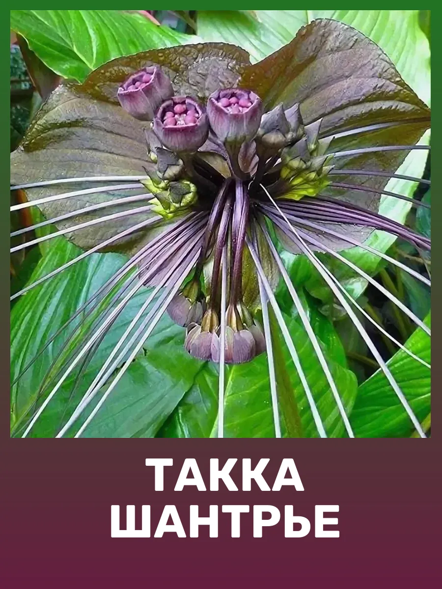Такка Шантрье