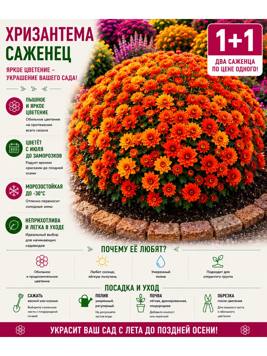 Хризантема саженец 1+1