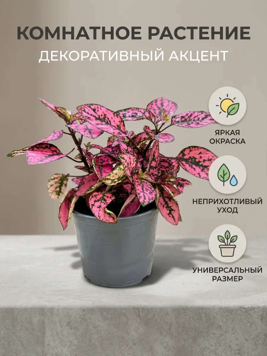 Гипоэстес, живое растение D-9 см