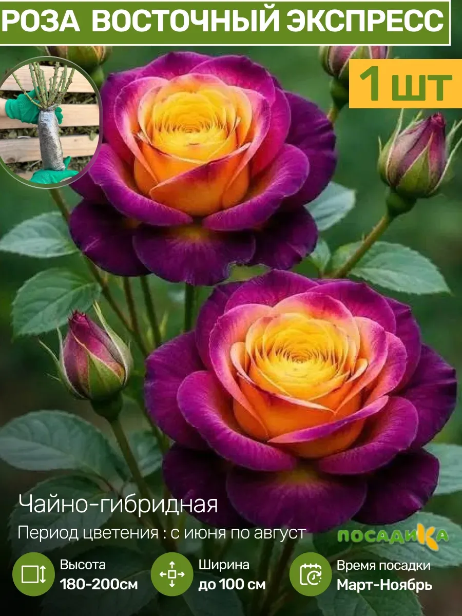 Роза саженец многолетник 1 шт