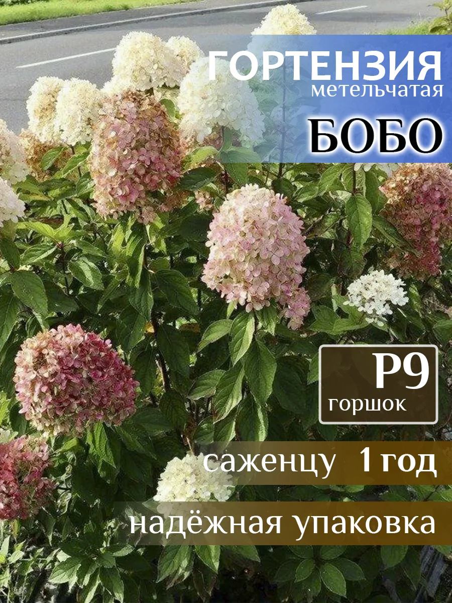 Саженец Гортензия метельчатая Бобо, 1 год
