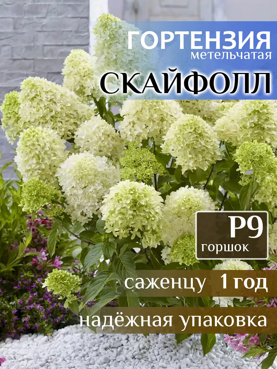 Саженец Гортензия метельчатая Скайфолл, 1 год
