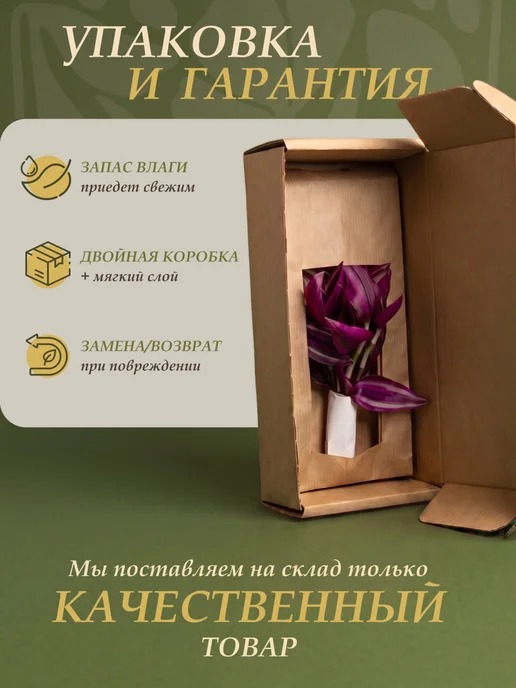Я ЧЕРЕНОК ЦВЕТОК Традесканция Гибазис Фата Невесты комнатное растение черенки, бежевый, фото 5