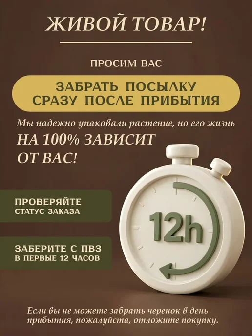 Я ЧЕРЕНОК ЦВЕТОК Традесканция Гибазис Фата Невесты комнатное растение черенки, бежевый, фото 7