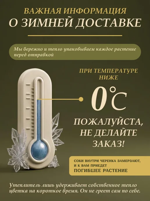 Я ЧЕРЕНОК ЦВЕТОК Традесканция Гибазис Фата Невесты комнатное растение черенки, бежевый, фото 8
