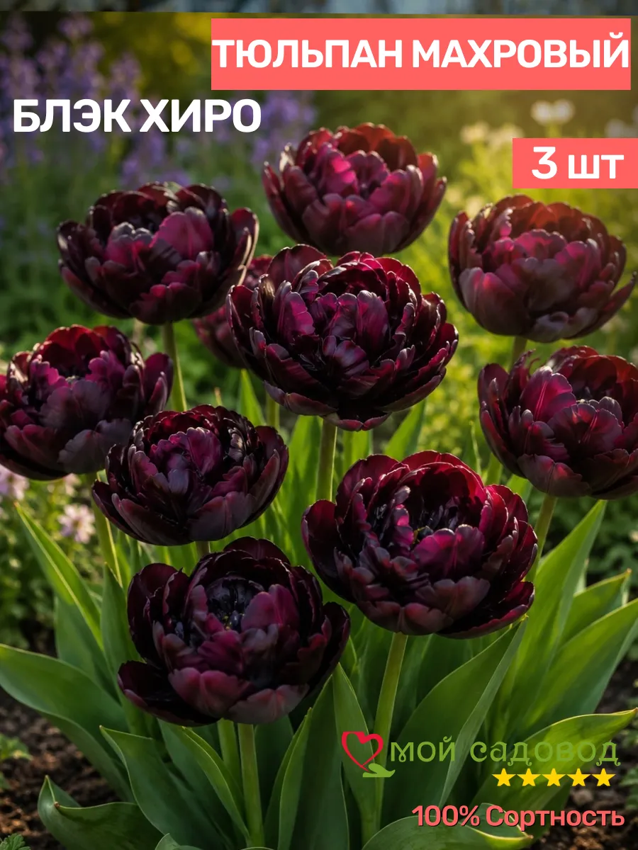 Тюльпан Луковицы многолетние морозостойкие