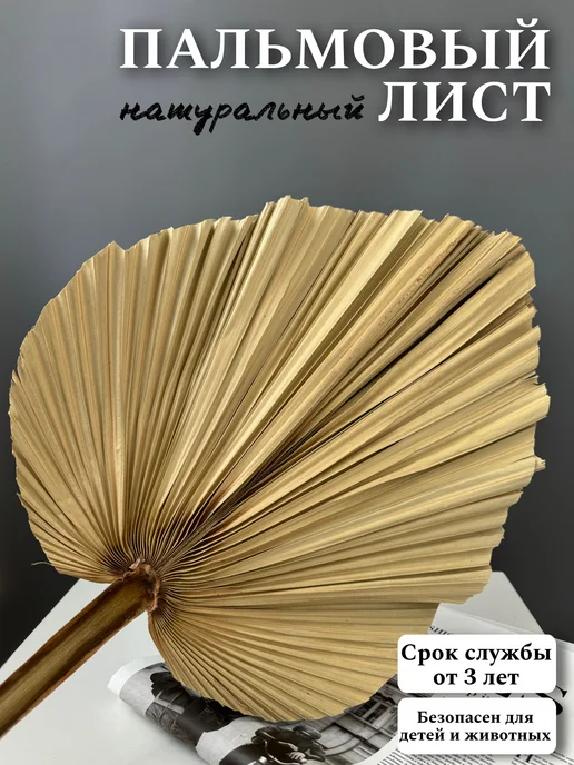 Сухоцветы Пальмовые листья, 60 см, 1 шт, 1 шт