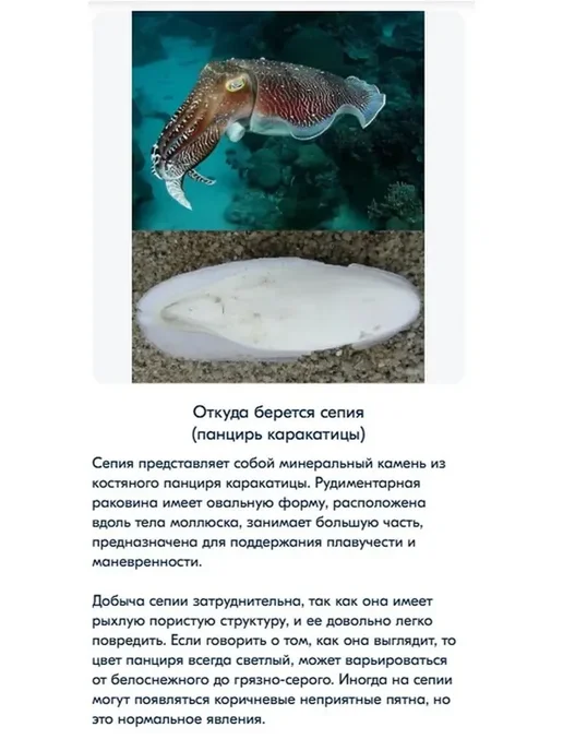 Сепия 9 см 3 штуки, панцирь каракатицы для улиток, черепах, в упаковке 50 г, фото 5