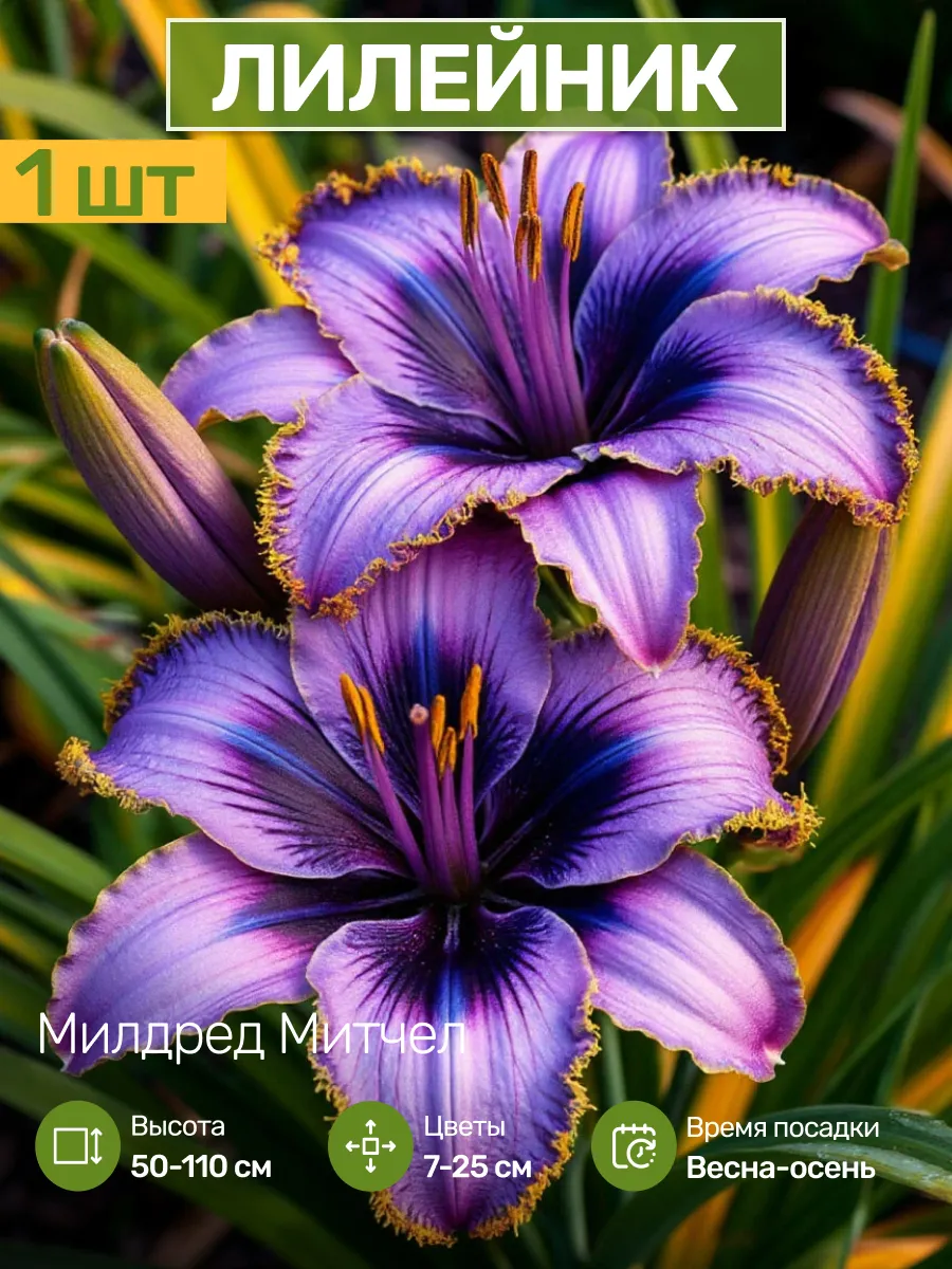 Саженцы Лилейника