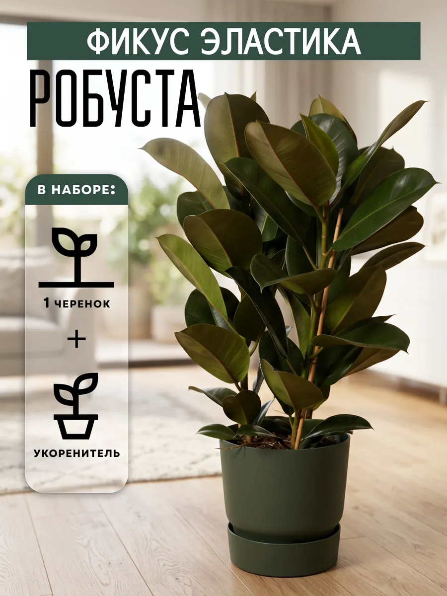 Фикус Эластика Робуста живое комнатное растения