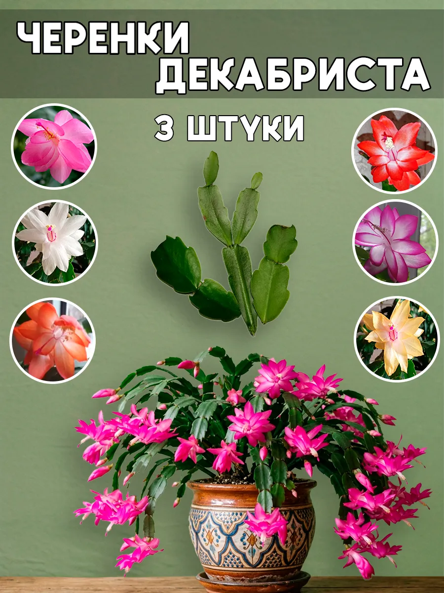 Черенки декабриста Шлюмбергера микс 3 штуки