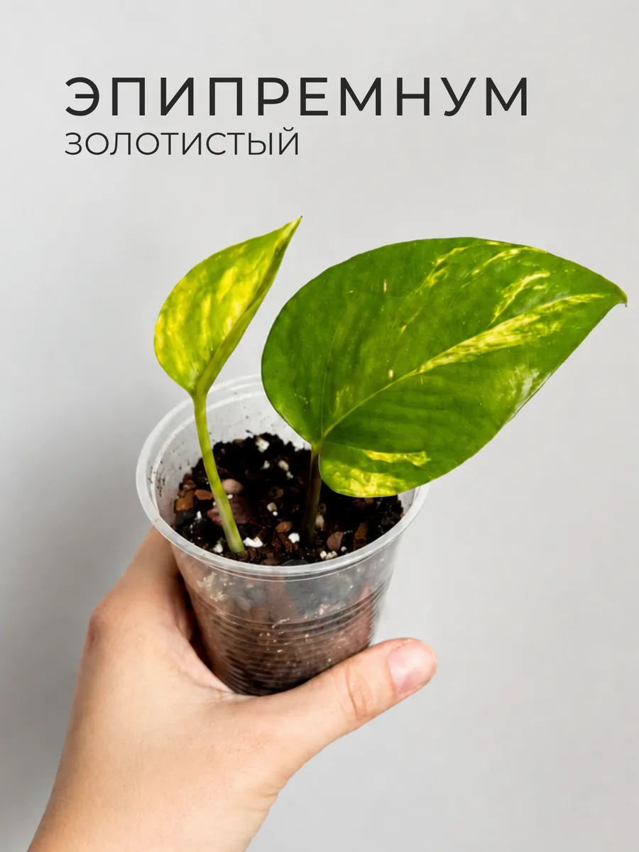 Эпипремнум золотистый Ауреум Aureum, сажанец, черенок d7