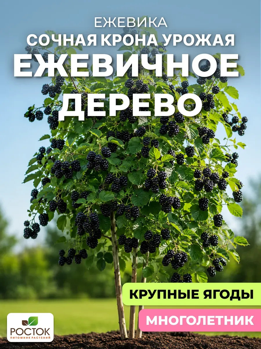 Ежевичное дерево саженец