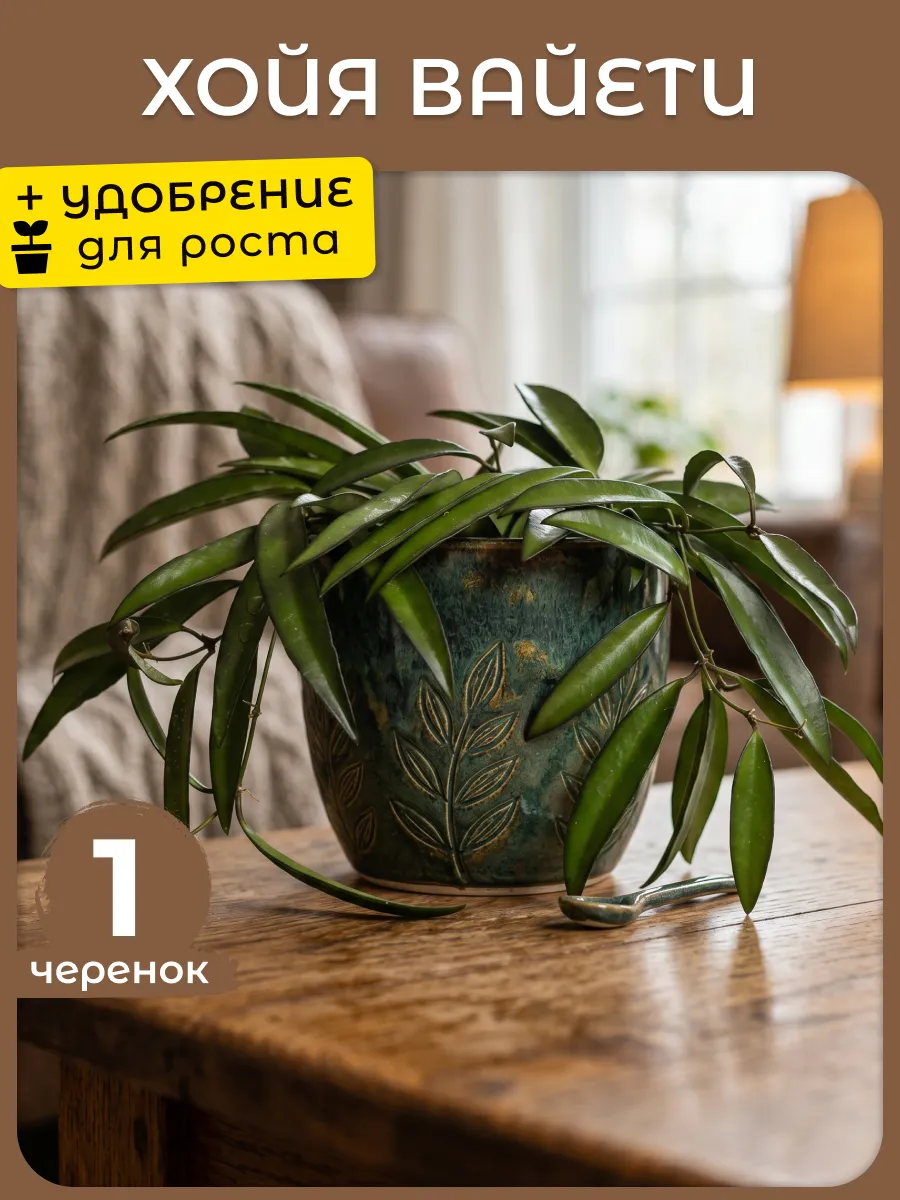 Хойя Вайети живое комнатное растение черенки