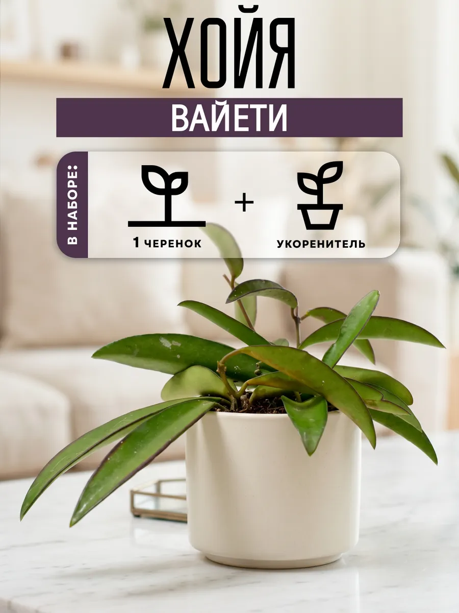 Хойя Вайети живое комнатное растения черенок
