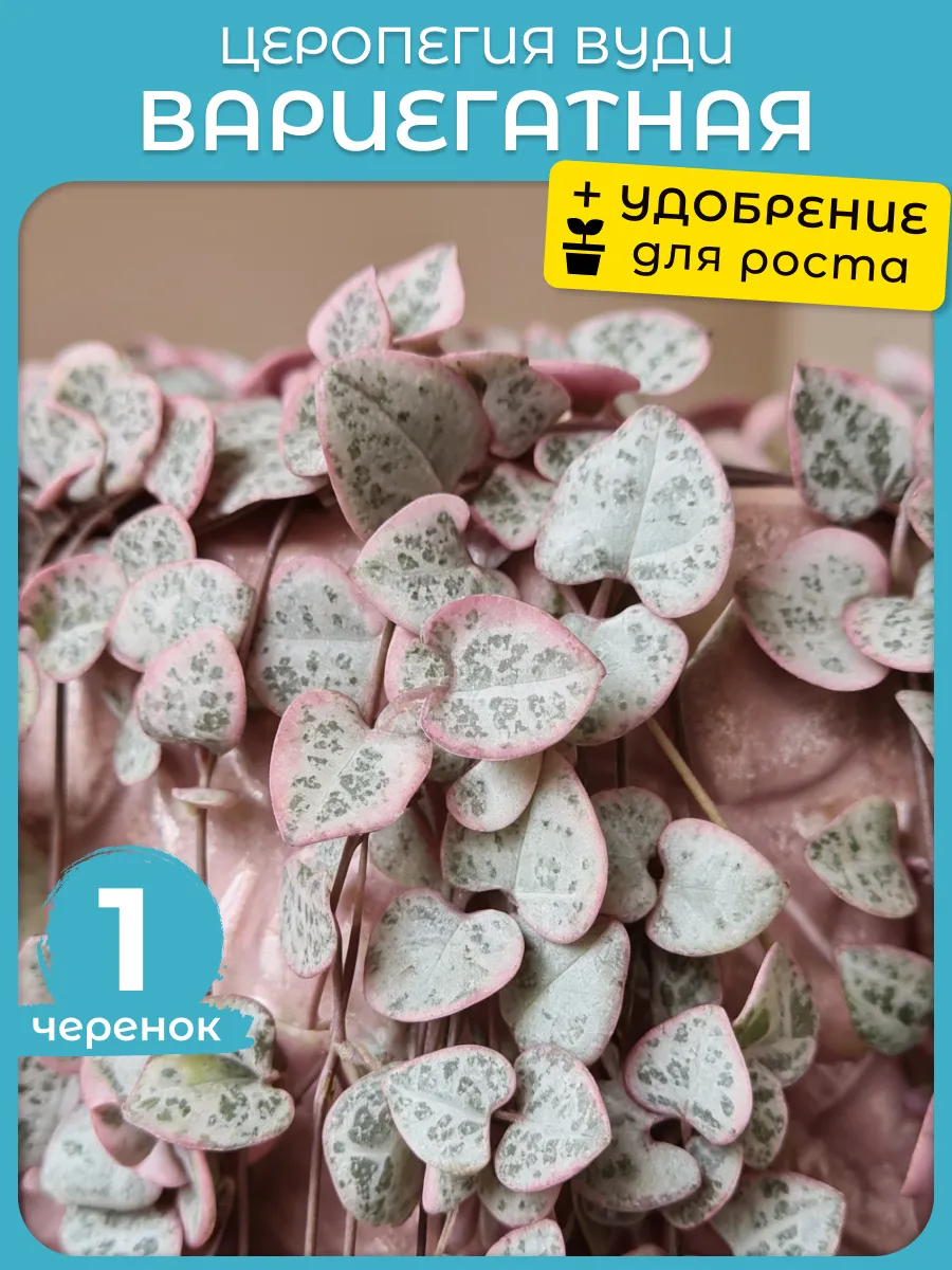 Церопегия Вуди Вариегата живое комнатное растение черенки